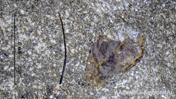 юра, рыбы, фораминиферы, Самарская область, Кашпир, чешуя, чешуя рыб