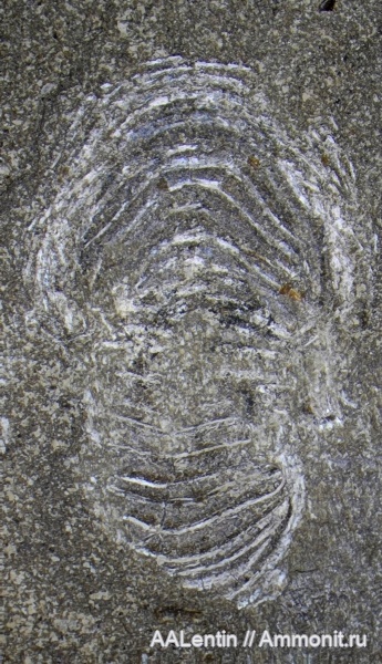 аммониты, юра, Самарская область, отпечатки, Кашпир
