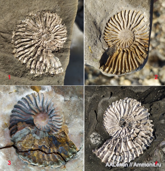 аммониты, мел, Ульяновская область, Deshayesites, апт, Цемзавод