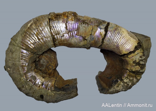 гетероморфные аммониты, Audouliceras, нижний апт, Шиловка, heteromorph ammonites, Цемзавод