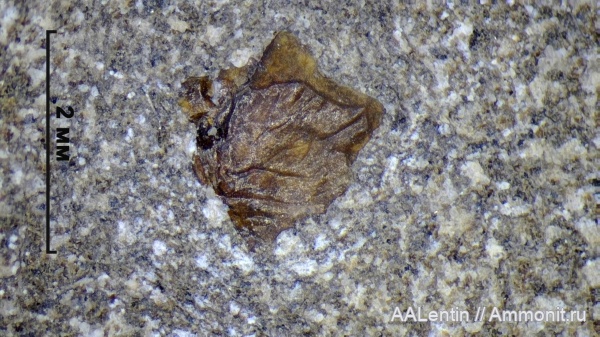 юра, Самарская область, Кашпир, чешуя, чешуя рыб