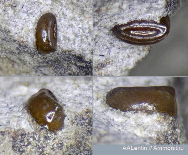 аммониты, юра, Самарская область, Craspedites, Кашпир, Ammonites, Craspedites subditus, зубы рыб, Pycnodontiformes, fish teeth