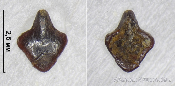 юра, Самарская область, чешуя, шипы, чешуя рыб, шипы рыб, Новая рачейка