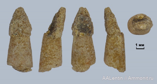 юра, Самарская область, зубы рыб, Eutrichiurides, Amiiformes, Lepisosteus, fish teeth, Новая рачейка