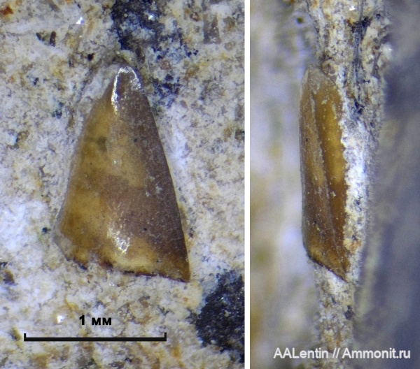 юра, Самарская область, Garniericeras subclypeiforme, зубы рыб, fish teeth, Новая рачейка