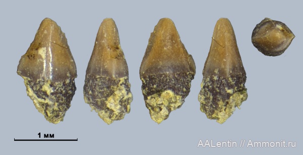 мел, Самарская область, зубы рыб, Pycnodontiformes, fish teeth, Новая рачейка, Piranhamesodon