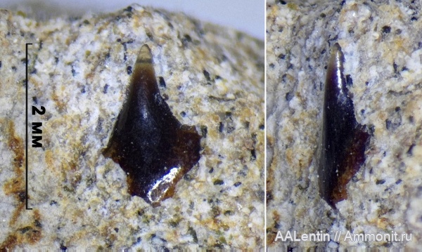 юра, Самарская область, чешуя, чешуя рыб, Новая рачейка