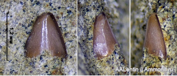 мел, Самарская область, зубы рыб, Pycnodontiformes, fish teeth, Новая рачейка, Piranhamesodon