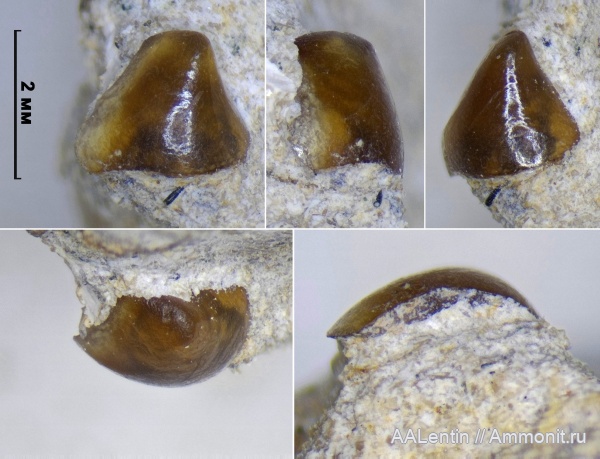 юра, Самарская область, зубы рыб, Pycnodontiformes, fish teeth, Новая рачейка