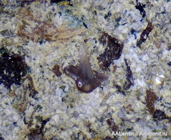 мел, Самарская область, чешуя, чешуя рыб, Новая рачейка