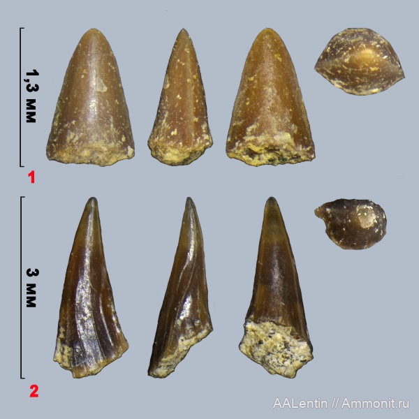 юра, мел, Самарская область, зубы рыб, fish teeth, Новая рачейка