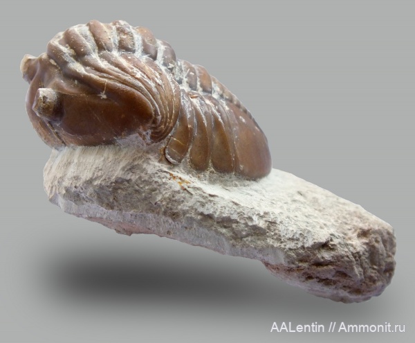 трилобиты, ордовик, Ленинградская область, Asaphus expansus, Войбокало, Ordovician