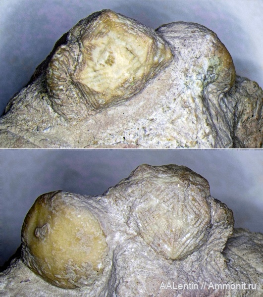 ордовик, Echinoencrinites, Ленинградская область, Cystoidea, Bolboporites, Бабино, Rhombifera, Ordovician