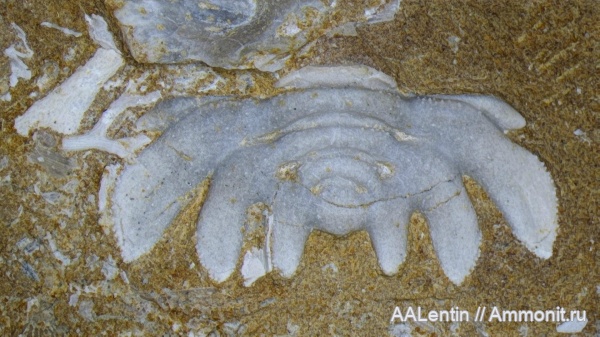 трилобиты, ордовик, мшанки, членистоногие, Эстония, reraspis, Reraspis plautini