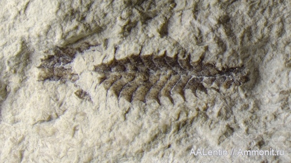 ордовик, граптолиты, Ленинградская область, Войбокало, Ordovician