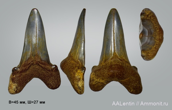 палеоген, палеоцен, зубы акул, Otodus, Волгоградская область