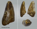 Половинка зуба мозазавра