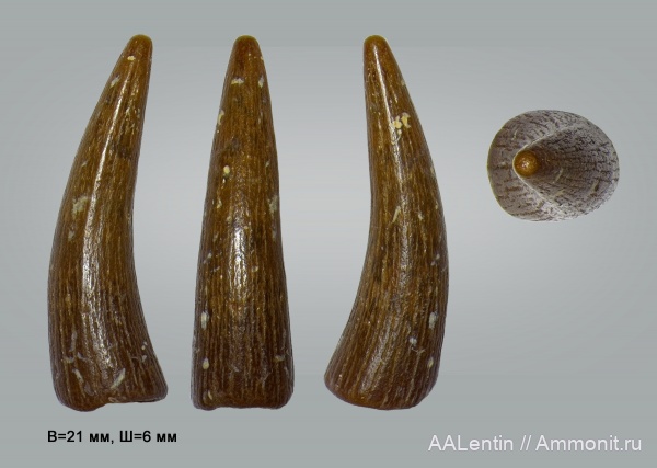 рептилии, палеоген, крокодилы, палеоцен, Волгоградская область
