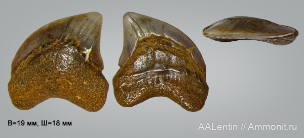 палеоген, рыбы, палеоцен, зубы акул, Волгоградская область