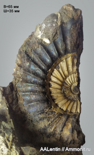 аммониты, юра, Самарская область, Epivirgatites, Epivirgatites nikitini, Кашпир, Ammonites