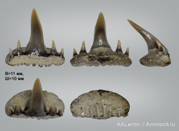зубы, акулы, сеноман, зубы акул, Paraorthacodus, Саратовская область, Cenomanian, teeth, shark teeth, sharks