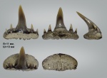 Зуб акулы Paraorthacodus