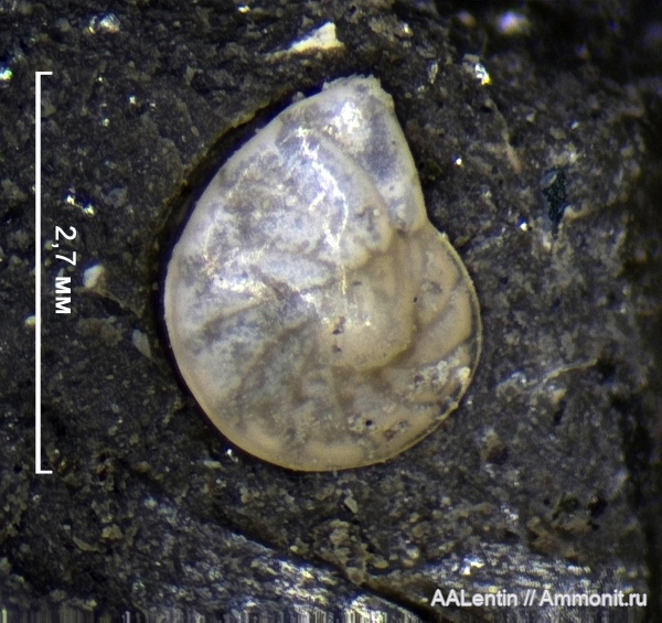 юра, фораминиферы, Самарская область, Кашпир