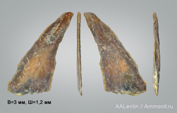 юра, рыбы, зубы, акулы, Самарская область, зубы акул, Яблоновый овраг, teeth, shark teeth, sharks