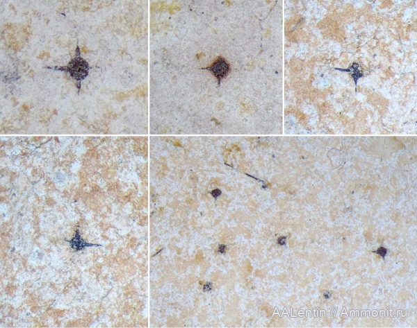 юра, Самарская область, Яблоновый овраг, радиолярии, Spumellaria