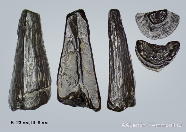 юра, плиозавры, Самарская область, зубы рептилий, Сызрань, Pliosaurus, Заводское обнажение