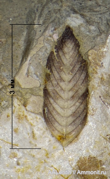 юра, фораминиферы, кимеридж, Самарская область, Foraminifera, Заводское обнажение, citharinella