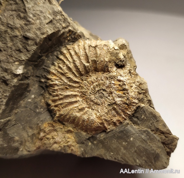 аммониты, юра, кимеридж, Самарская область, Sarmatisphinctes subborealis, Заводское обнажение