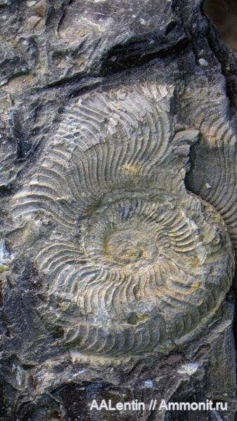 аммониты, юра, кимеридж, Самарская область, Nannocardioceras, Заводское обнажение, Kimmeridgian, Jurassic