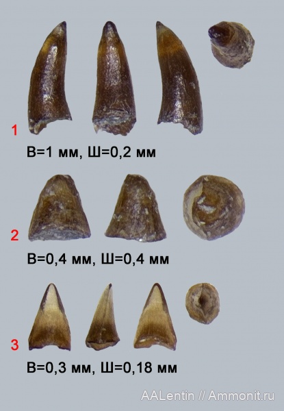 юра, кимеридж, Самарская область, зубы рыб, Заводское обнажение, Kimmeridgian, Jurassic, fish teeth