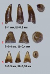 Зубы рыб из кимериджа