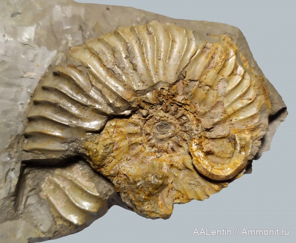 юра, серпулы, черви, Serpula, кимеридж, Самарская область, Serpulidae, Aulacostephanus, обрастание, Заводское обнажение, обрастание аммонитов, Kimmeridgian