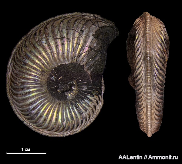 Марково, Amoeboceras, верхний оксфорд, Amoeboceras alternoides, Ammonites, Oxfordian, Upper Oxfordian