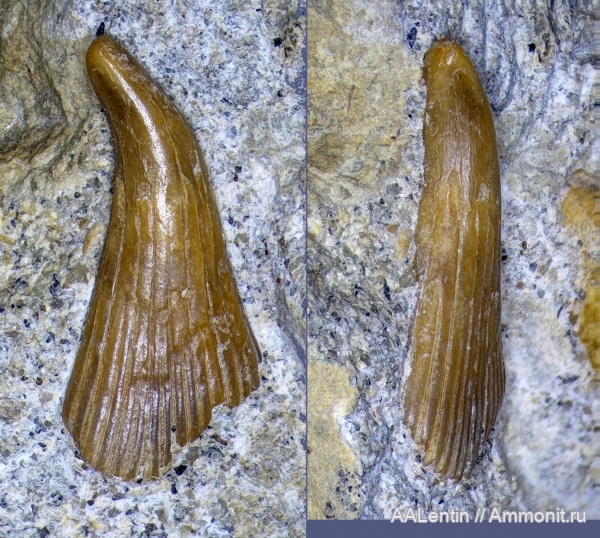 триас, амфибии, зубы, Волгоградская область, лабиринтодонты, нижний триас, зубы амфибий