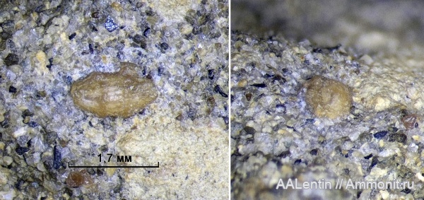триас, простейшие, фораминиферы, фузулиниды, Fusulinida, Волгоградская область, нижний триас