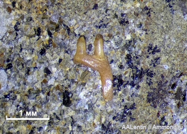 триас, зубы, Волгоградская область, нижний триас, Procolophonidae, Проколофон