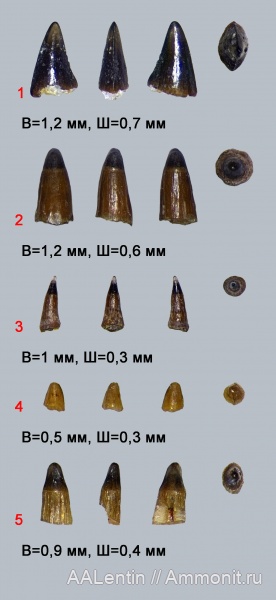 триас, Волгоградская область, зубы рыб, Saurichthys, нижний триас, fish teeth, лучепёрые рыбы