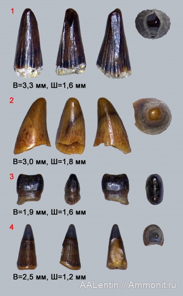 триас, Волгоградская область, зубы рыб, Saurichthys, нижний триас, fish teeth, лучепёрые рыбы