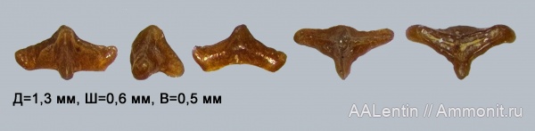 триас, Волгоградская область, зубы рыб, нижний триас, fish teeth, lonchidion