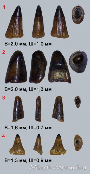 триас, Волгоградская область, зубы рыб, Saurichthys, нижний триас, fish teeth, лучепёрые рыбы