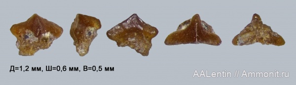 триас, Волгоградская область, зубы рыб, нижний триас, fish teeth, lonchidion