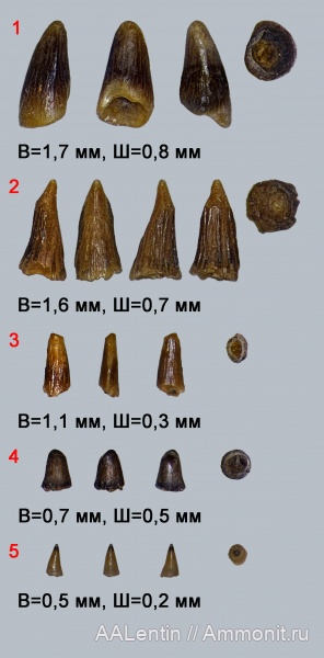 триас, Волгоградская область, зубы рыб, нижний триас, fish teeth, лучепёрые рыбы