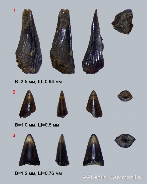 юра, Самарская область, зубы рыб, fish teeth, Новая рачейка