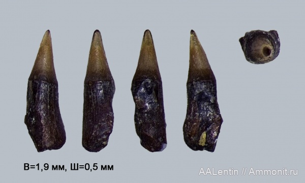 мел, Самарская область, нижний мел, зубы рыб, fish teeth, Новая рачейка