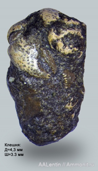 членистоногие, сеноман, Саратовская область, крабы, Cenomanian