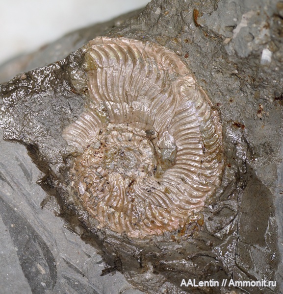 юра, кимеридж, Самарская область, прижизненные повреждения, Plasmatites, Заводское обнажение, ammonoid sublethal injuries, Kimmeridgian